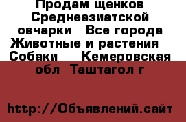 Продам щенков Среднеазиатской овчарки - Все города Животные и растения » Собаки   . Кемеровская обл.,Таштагол г.
